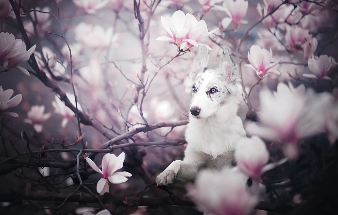 Photo wallpaper branches, dog, puppy, flowering, flowers, Magnolia, The border collie