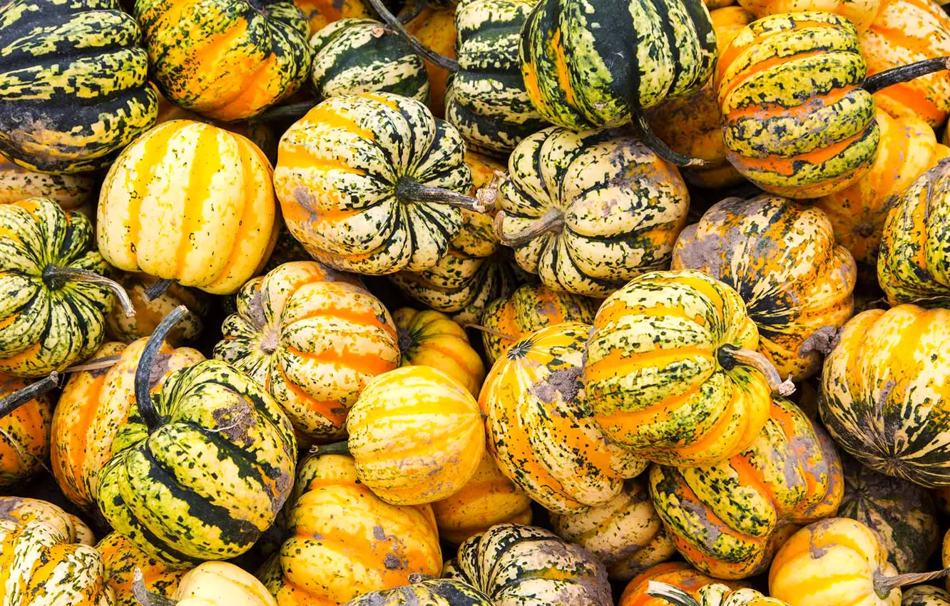 Photo wallpaper autumn, paint, texture, harvest, Canada, the pumpkin festival.