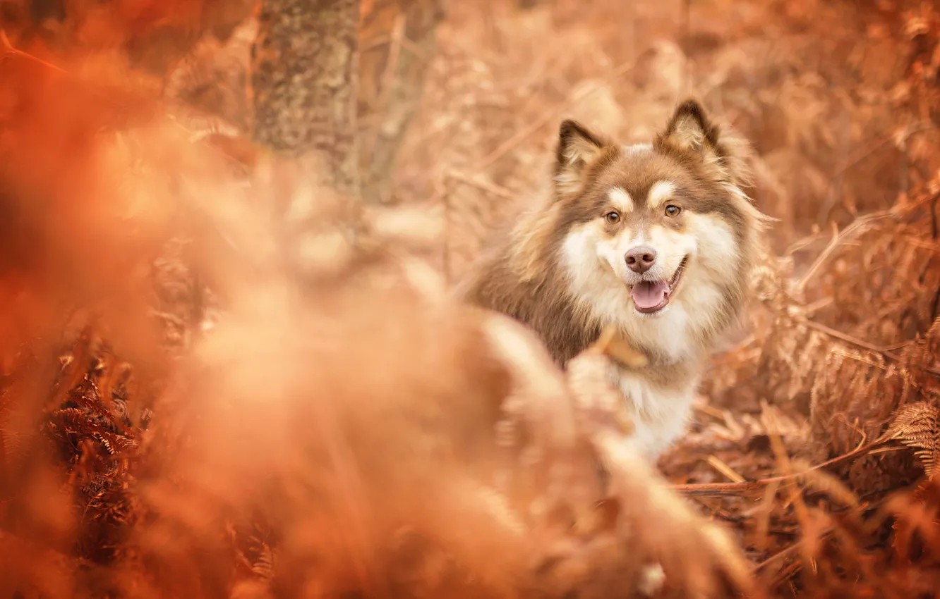 Photo wallpaper autumn, face, dog, bokeh, Finnish lapphund