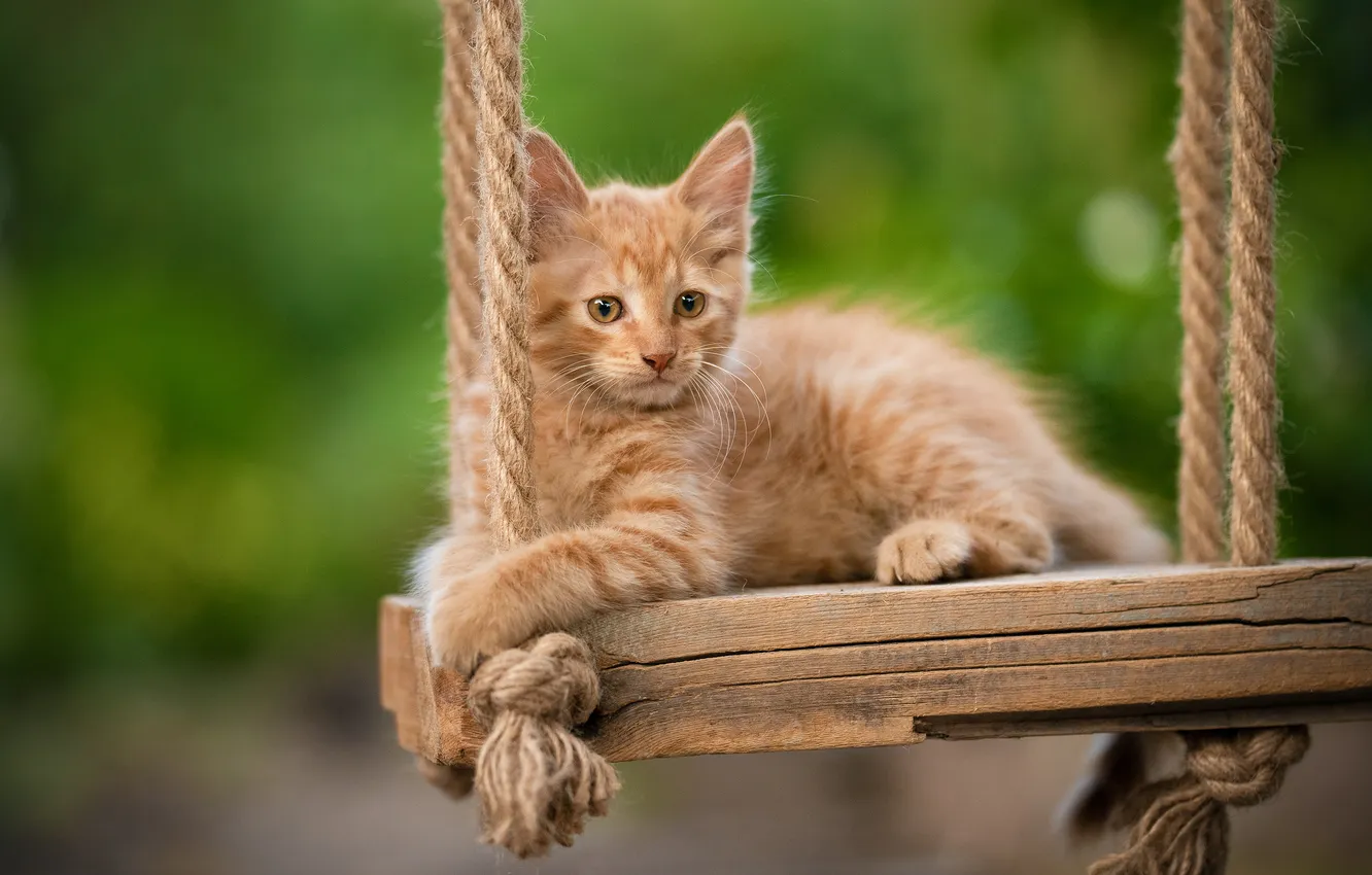 Photo wallpaper background, swing, red, kitty, Yuriy Korotun