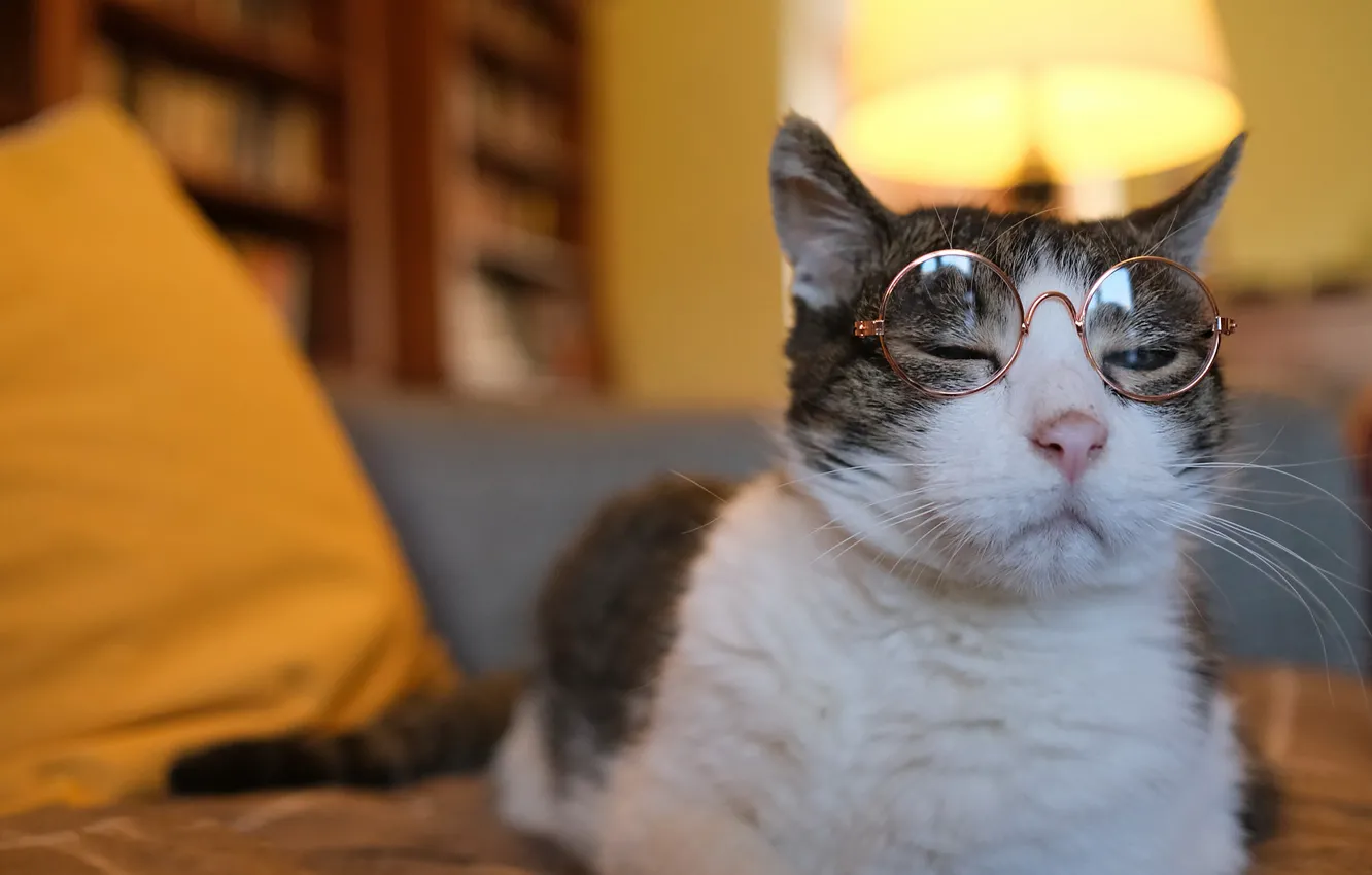 Photo wallpaper cat, cat, face, portrait, glasses