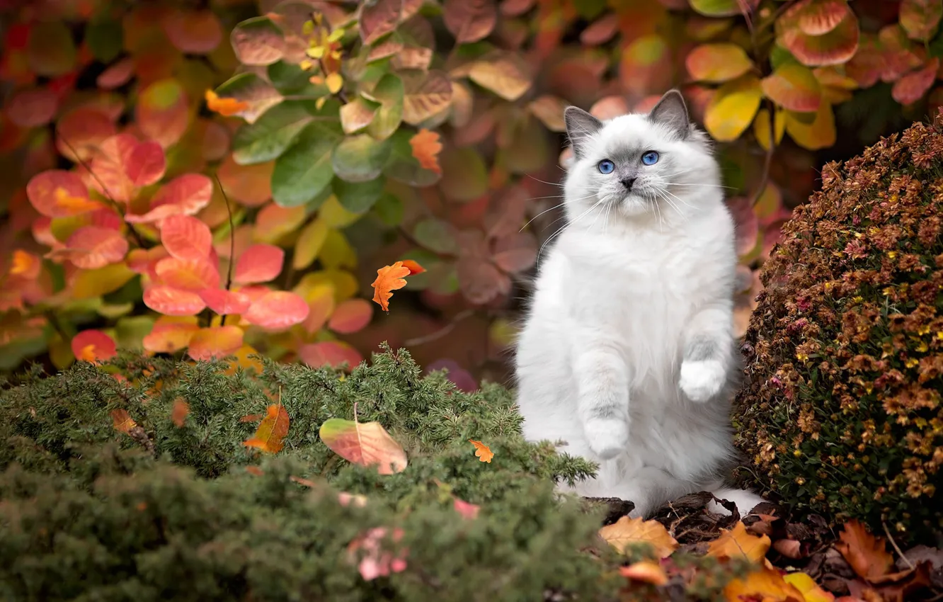 Photo wallpaper autumn, cat, leaves, pose, plant, legs, fluffy, garden