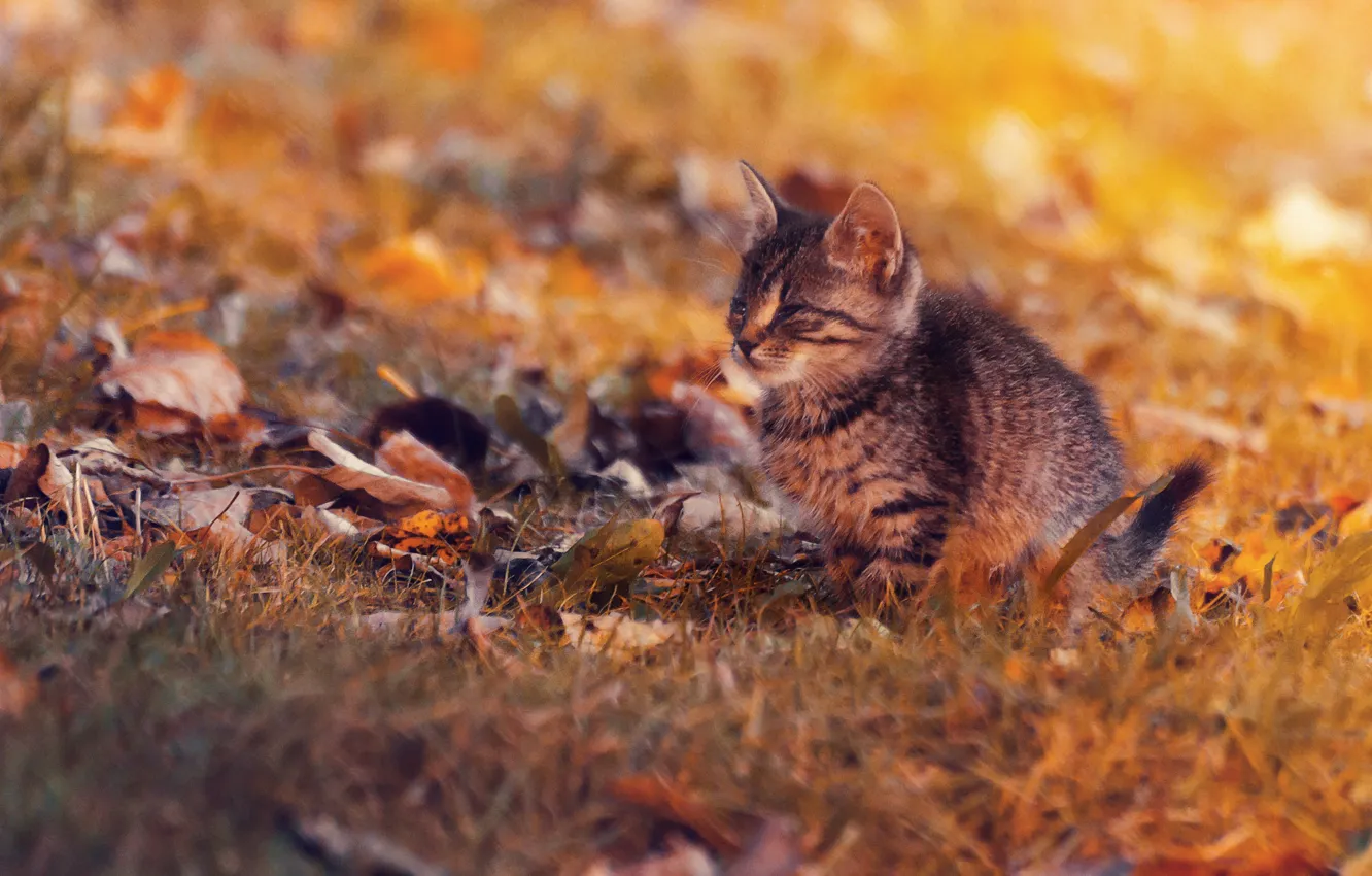 Photo wallpaper autumn, leaves, baby, kitty