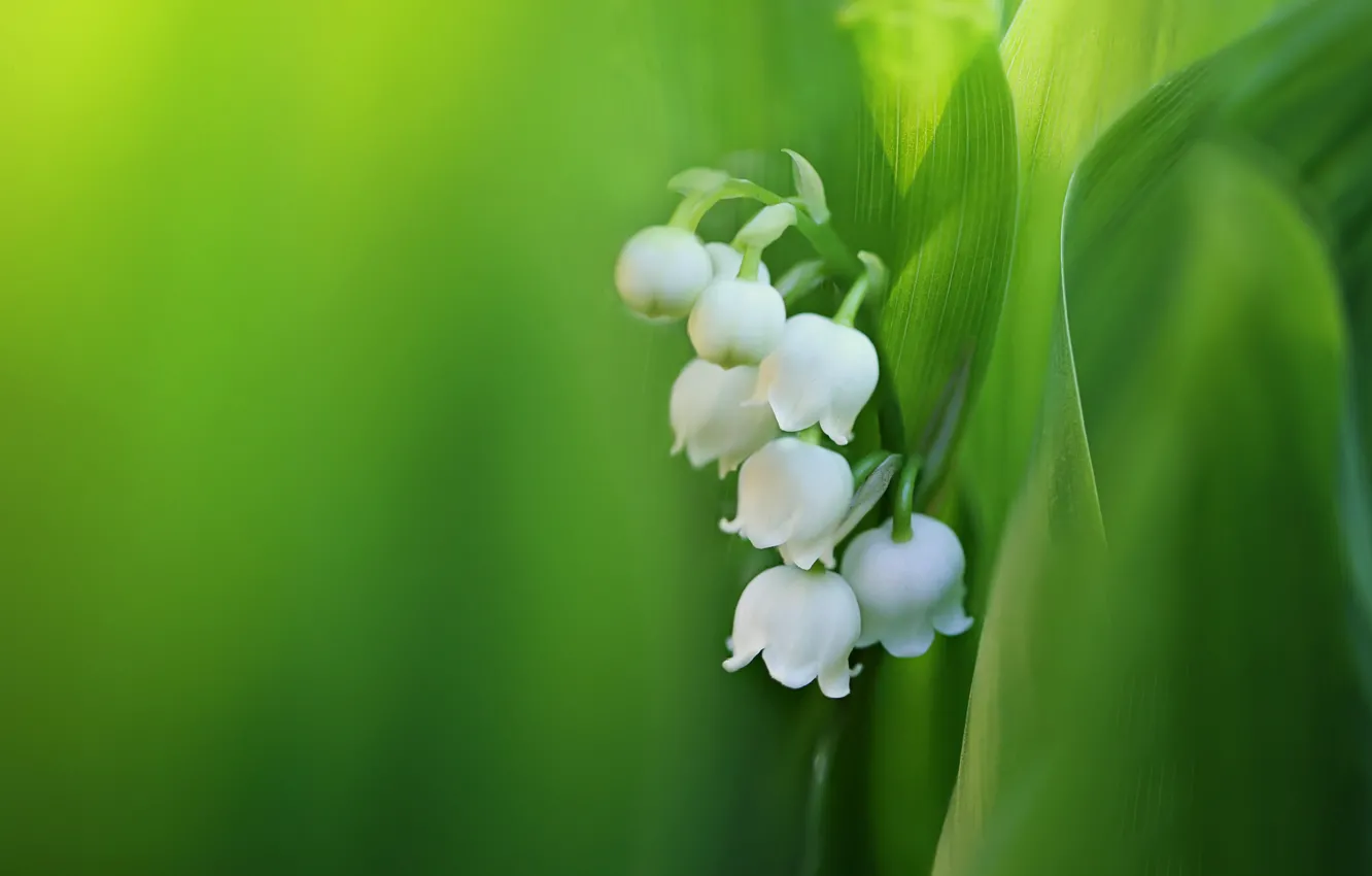 Photo wallpaper leaves, macro, lilies of the valley
