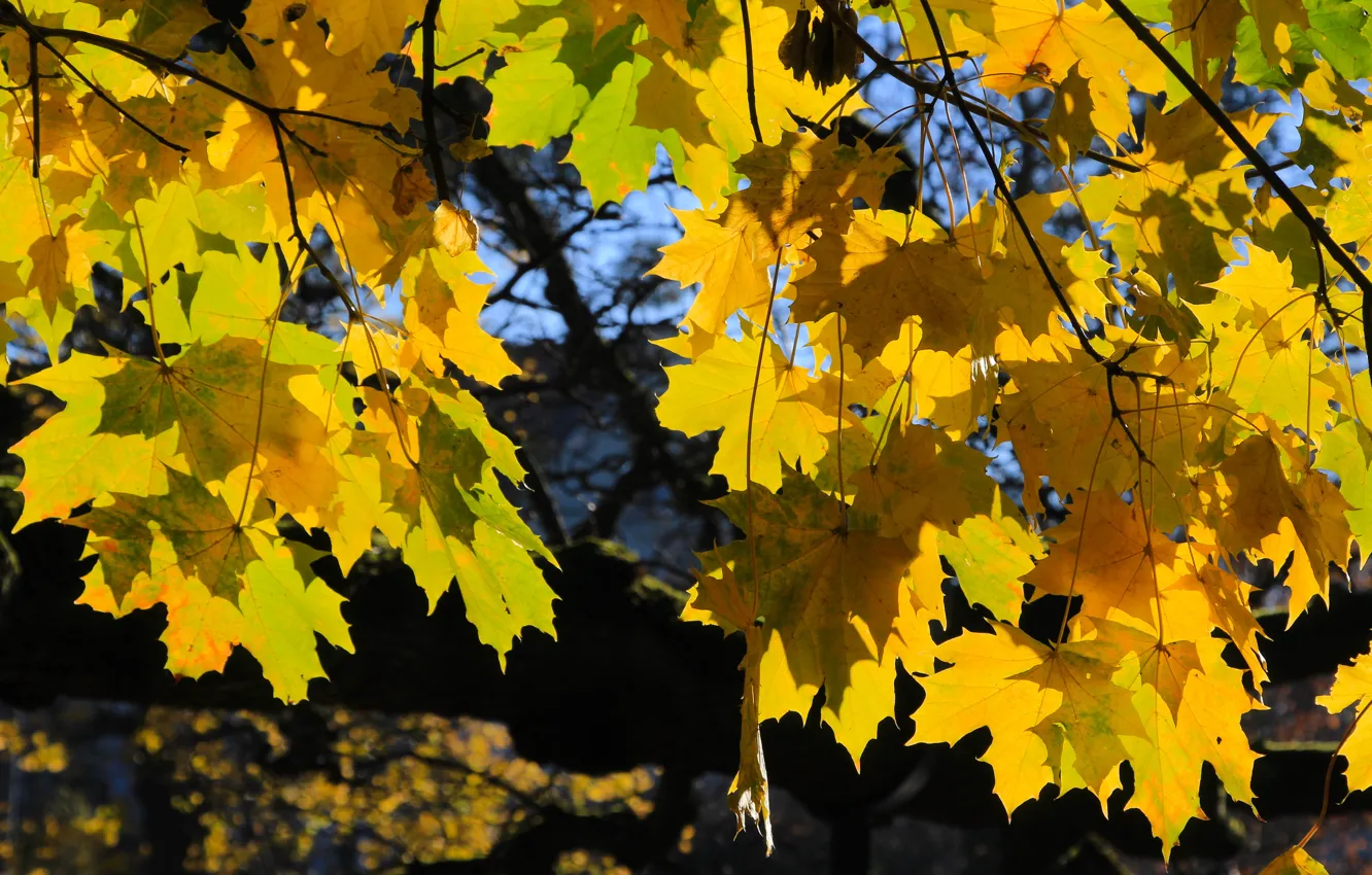 Photo wallpaper yellow, autumn, leaf