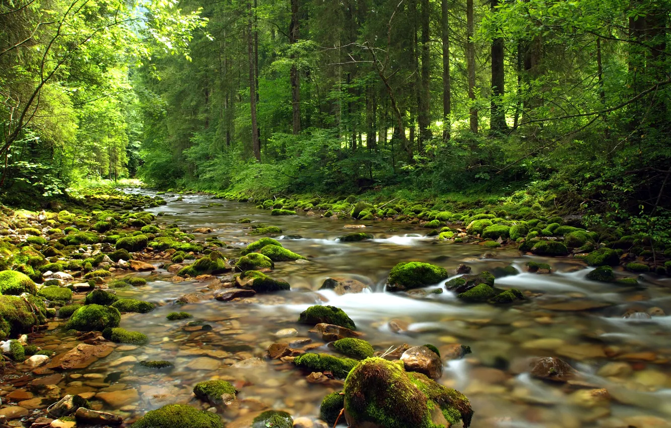 Photo wallpaper forest, summer, nature, stones, stream, summer, river, forest