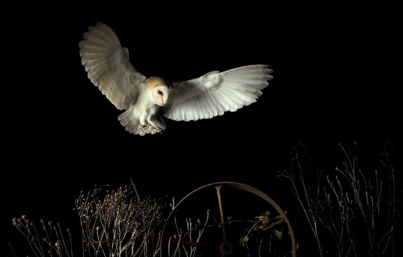 Photo wallpaper night, owl, wheel