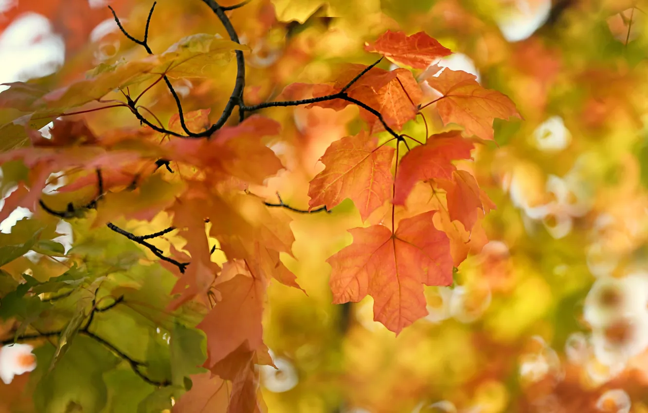 Photo wallpaper autumn, leaves, maple