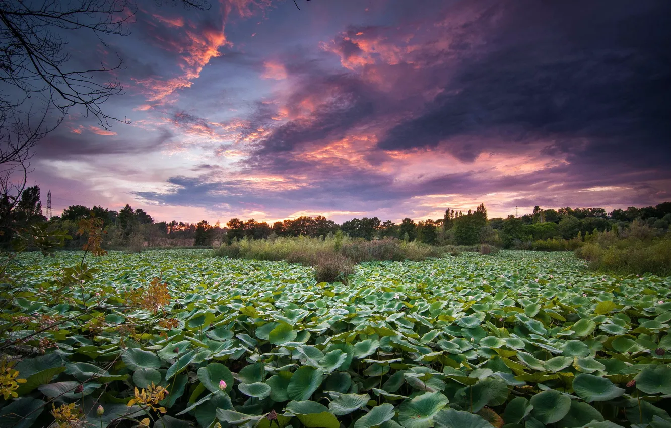 Photo wallpaper field, landscape, sunset
