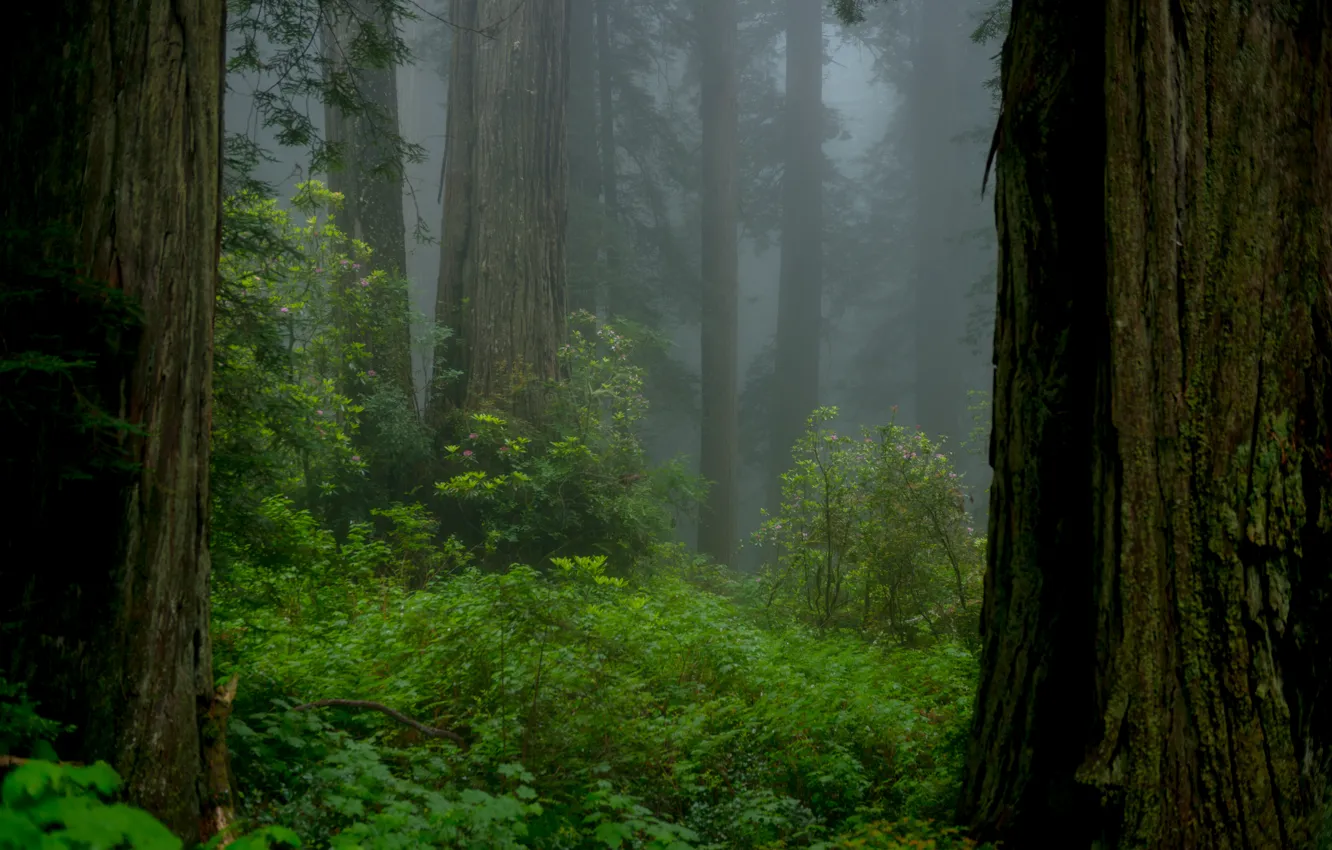 Photo wallpaper forest, trees, nature, fog, CA, USA, USA, California