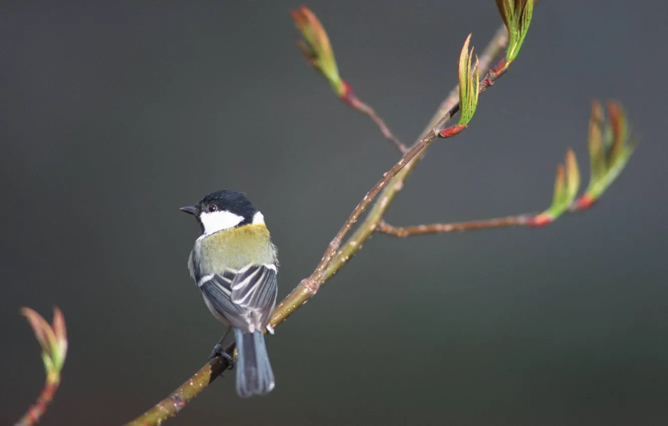 Photo wallpaper branches, bird, tit