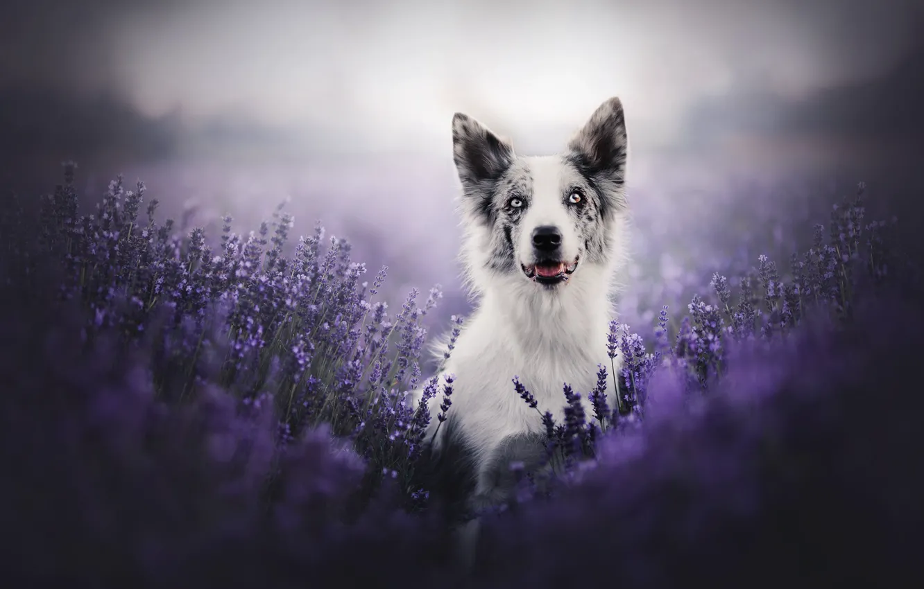 Photo wallpaper look, face, flowers, dog, lavender, bokeh, The border collie