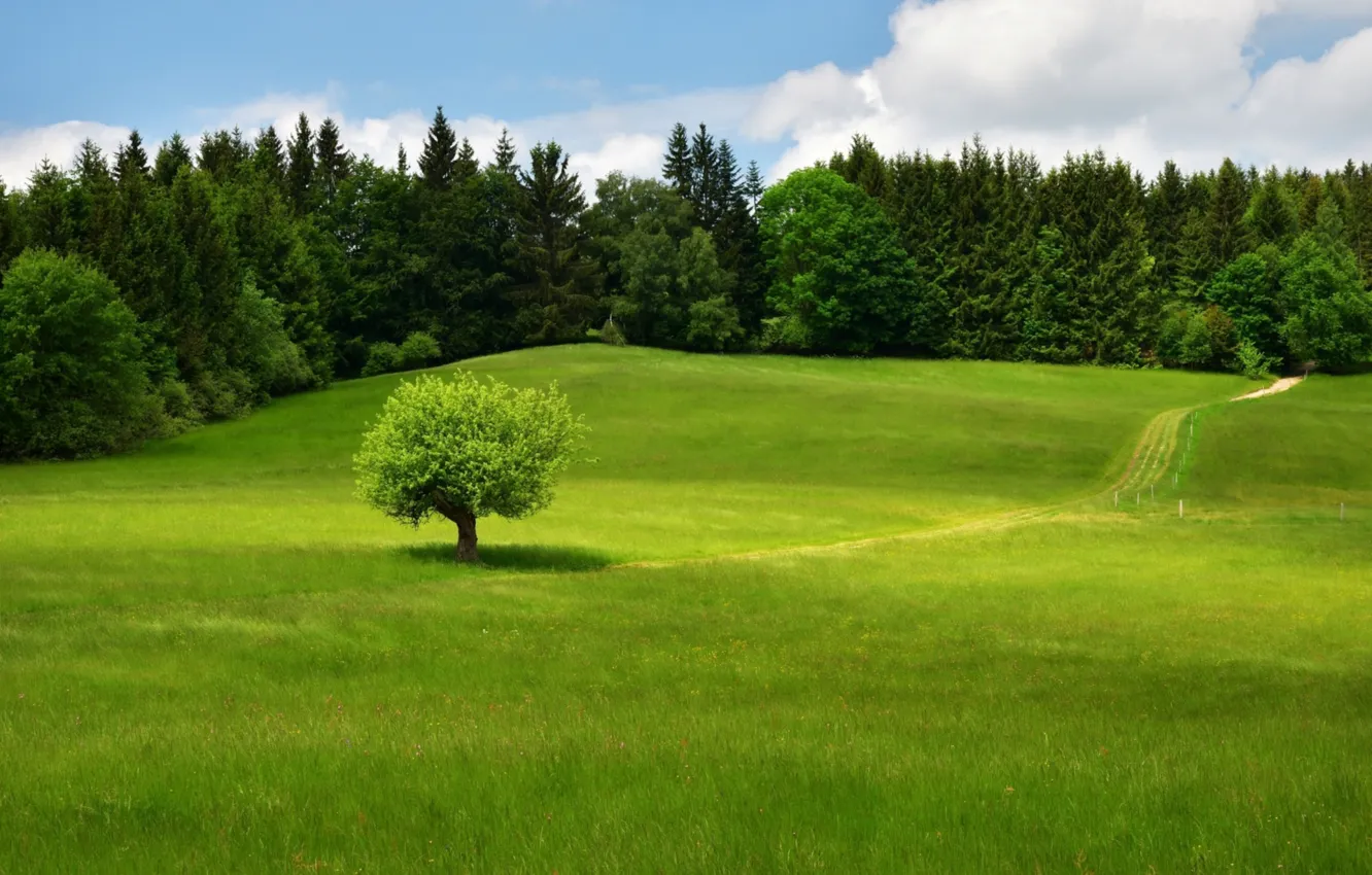 Photo wallpaper grass, green, tree