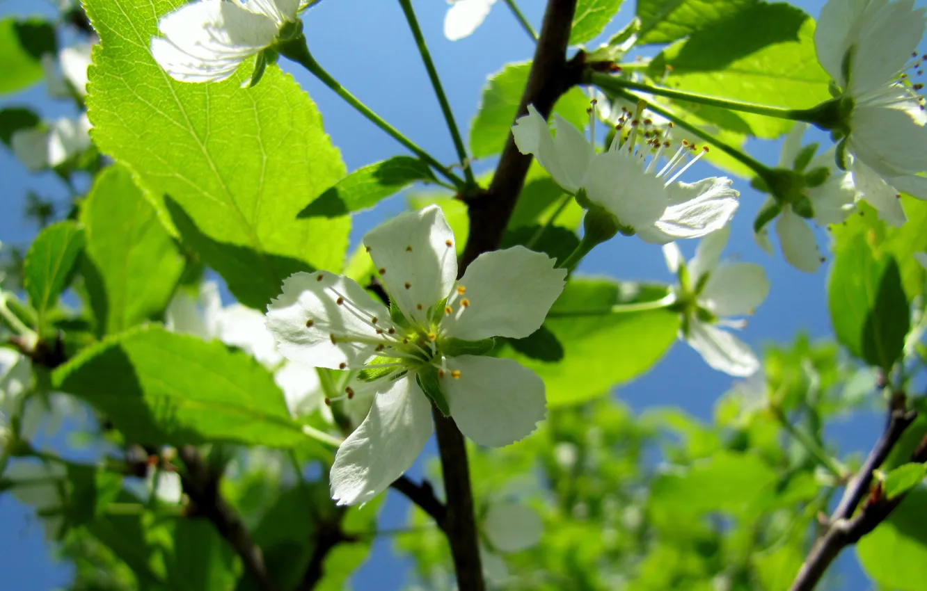 Photo wallpaper white, flowering, drain