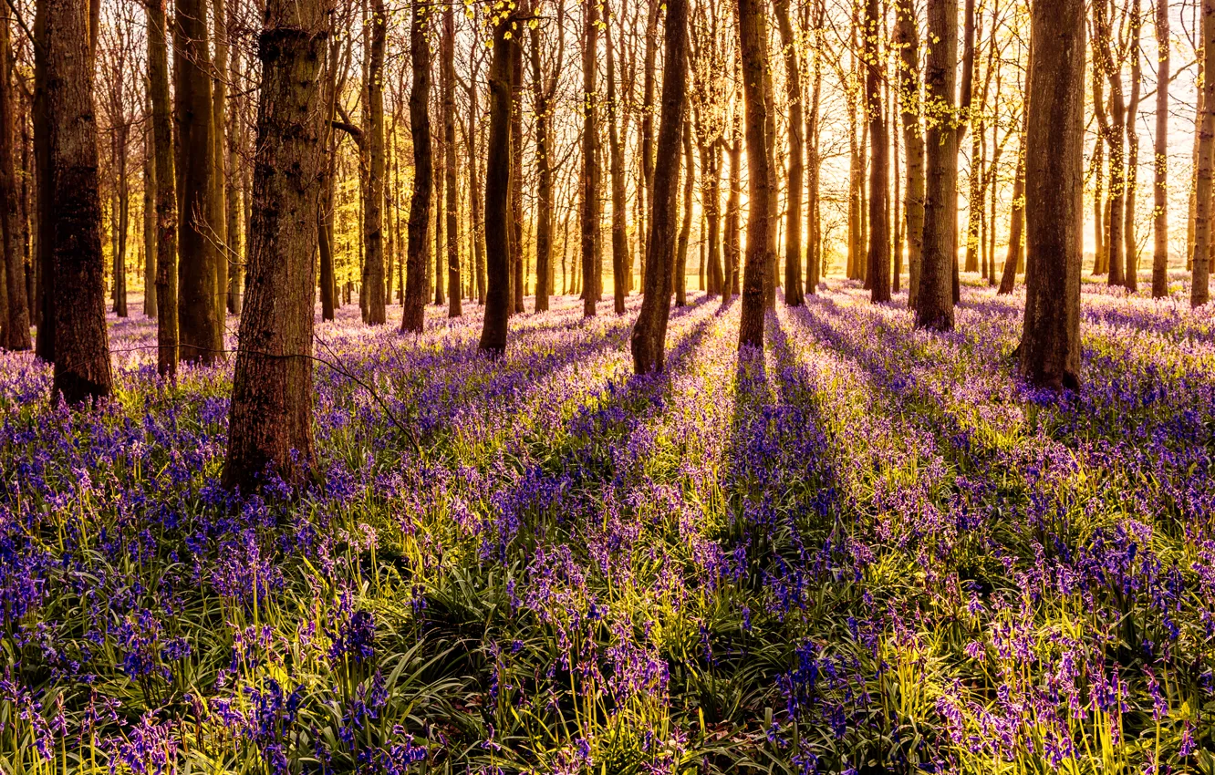 Photo wallpaper forest, grass, the sun, trees, flowers, spring, bells