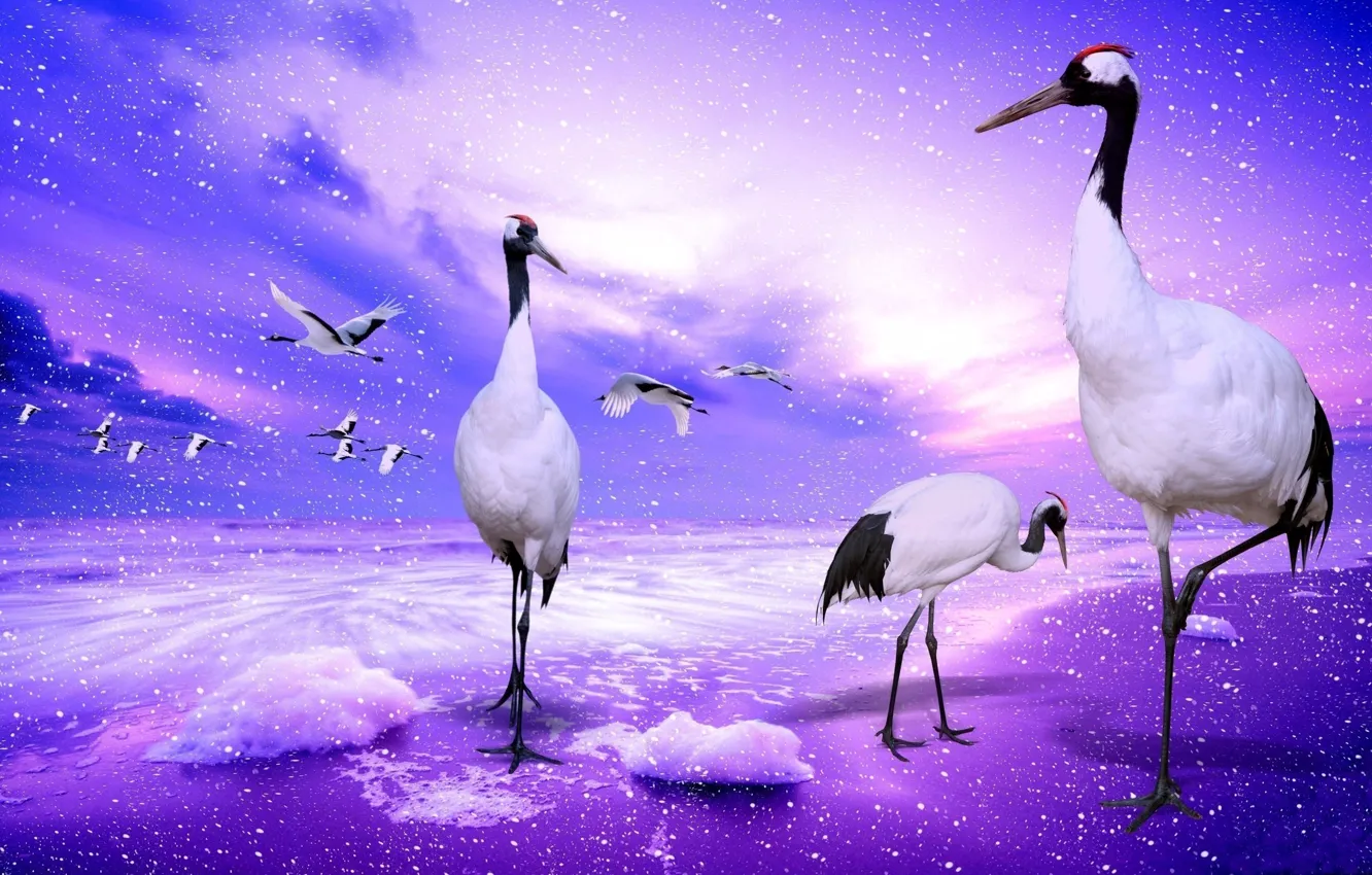 Photo wallpaper the sky, water, clouds, flight, squirt, birds, collage, wings