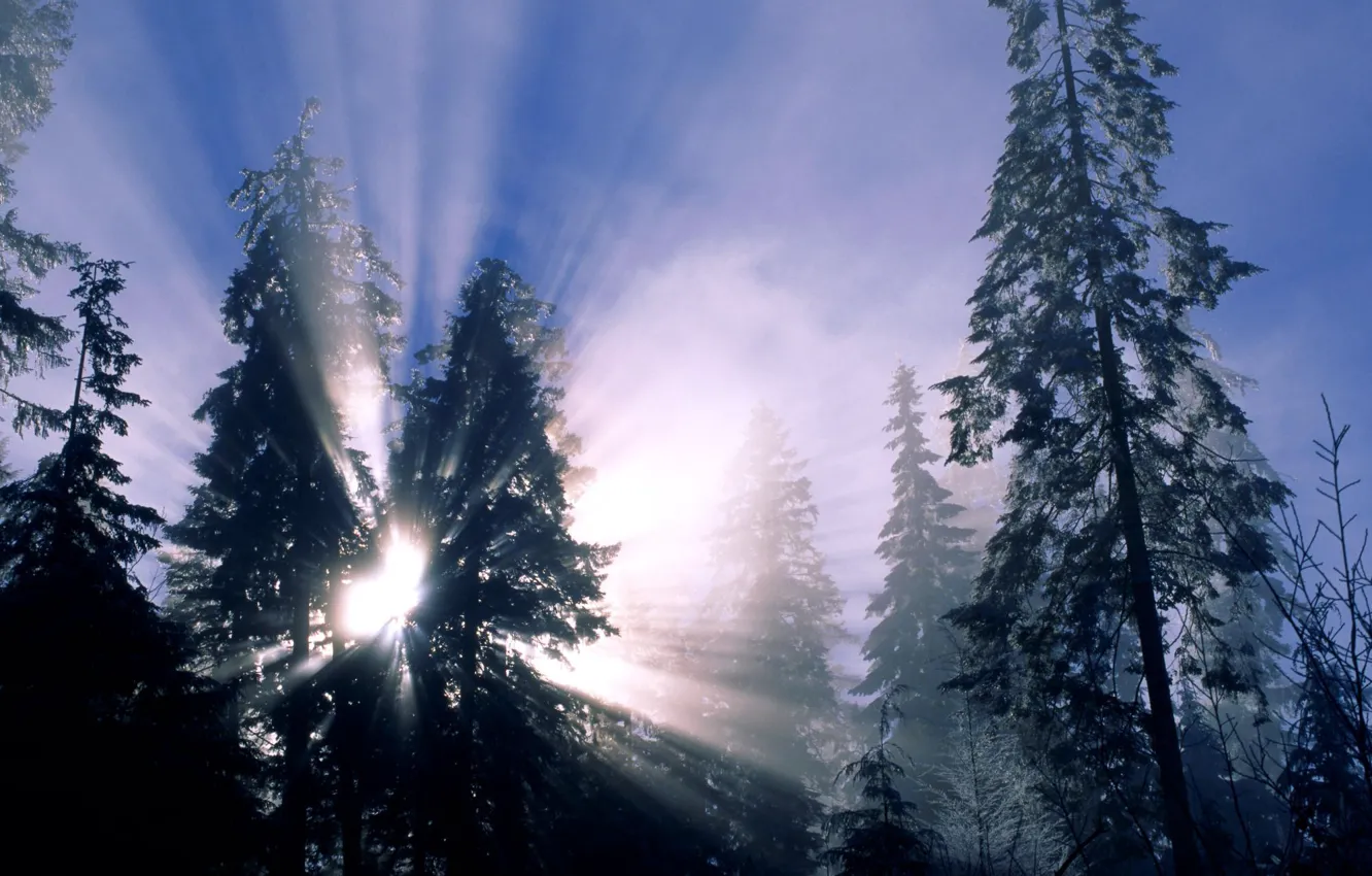 Photo wallpaper winter, forest, snow, trees, the sun's rays