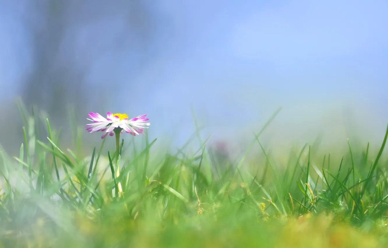 Photo wallpaper flower, grass, Daisy, Daisy