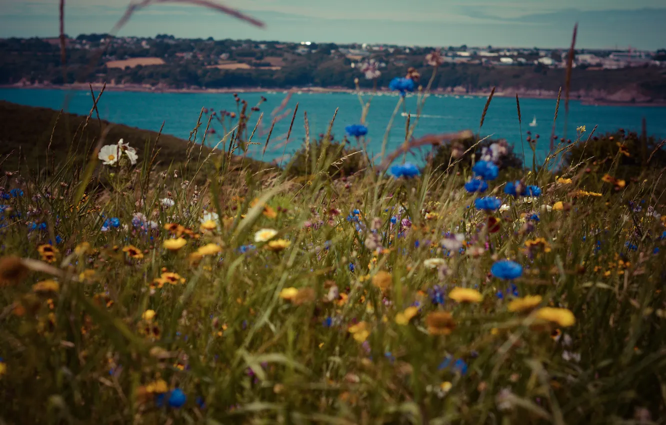 Photo wallpaper sea, grass, water, flowers, view