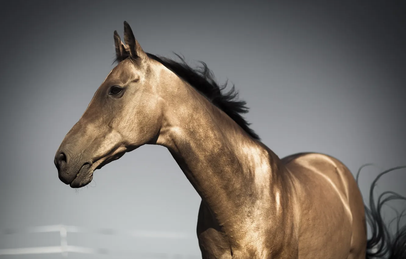Photo wallpaper nature, background, horse