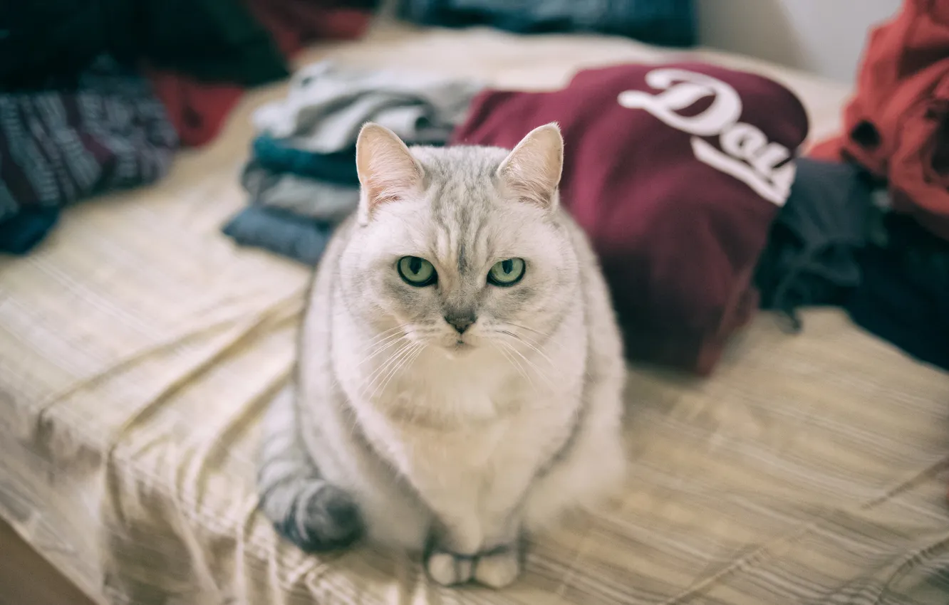 Photo wallpaper cat, look, background