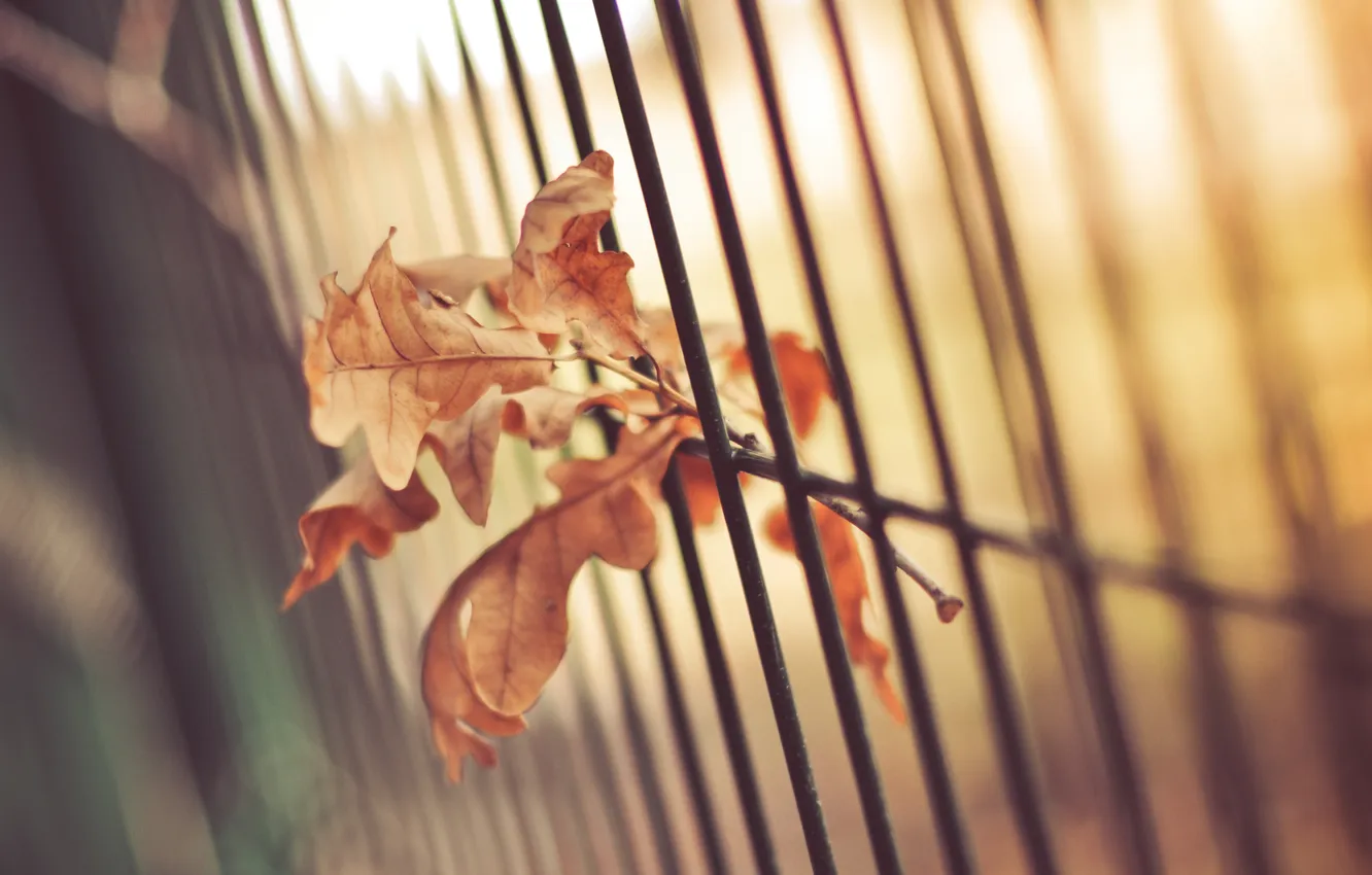 Photo wallpaper leaves, the fence, leaf, fence