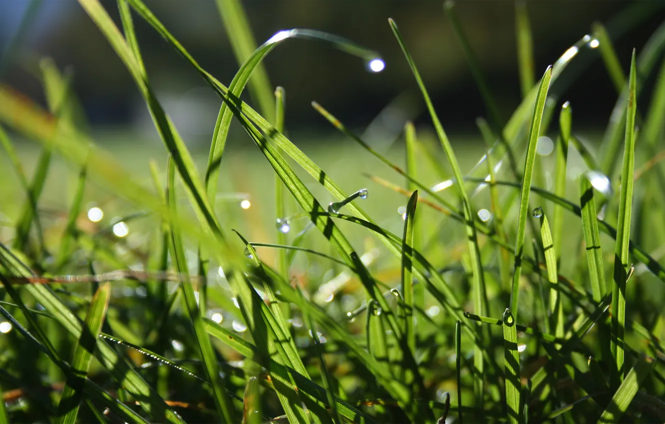 Photo wallpaper field, grass, drops, grass, macro, dew drops