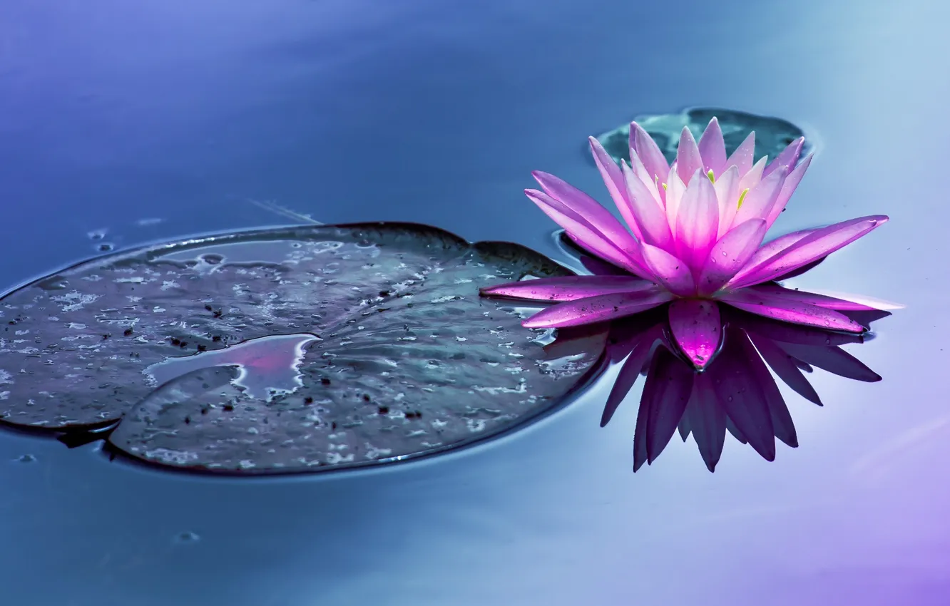 Photo wallpaper flower, water, pond, water Lily