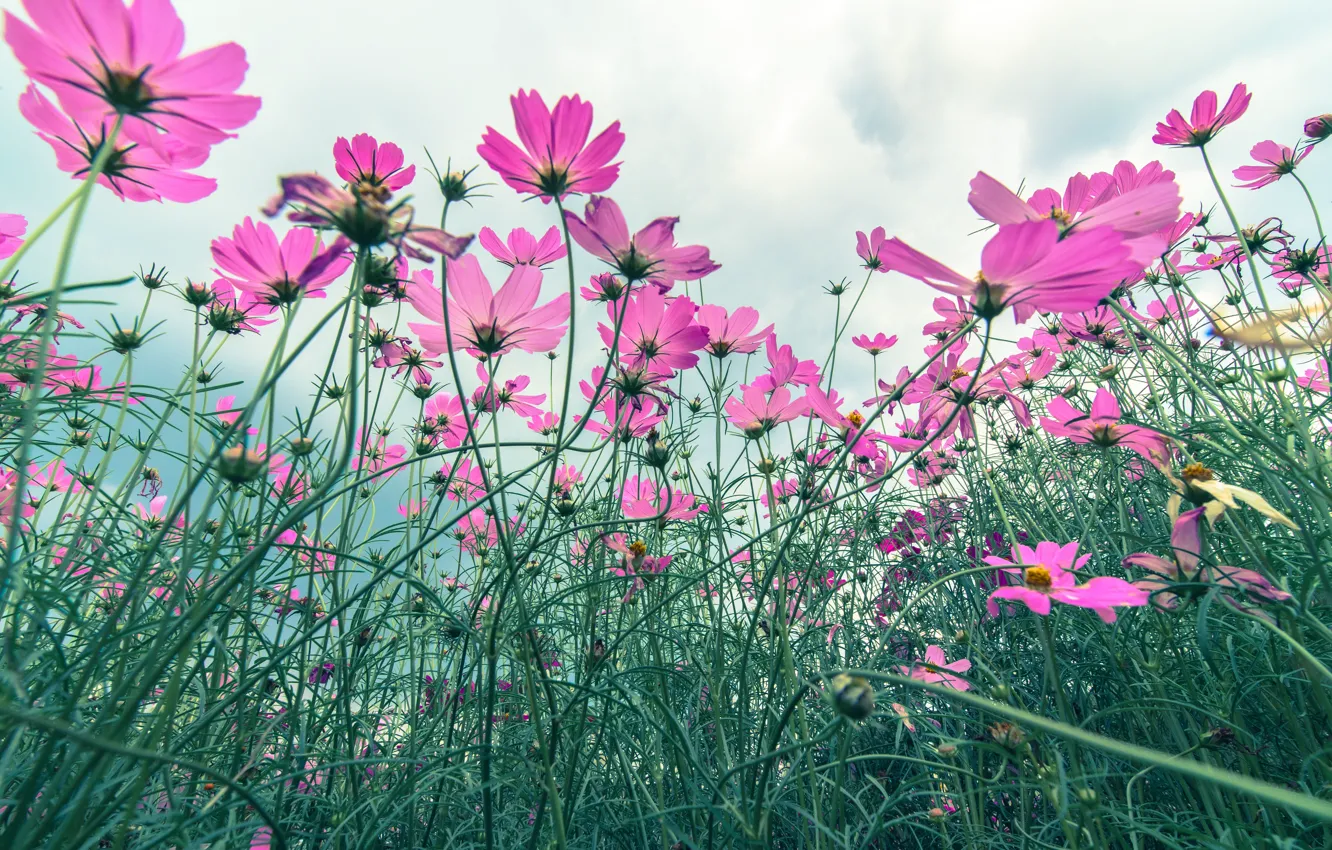 Photo wallpaper field, summer, flowers, summer, pink, field, pink, flowers