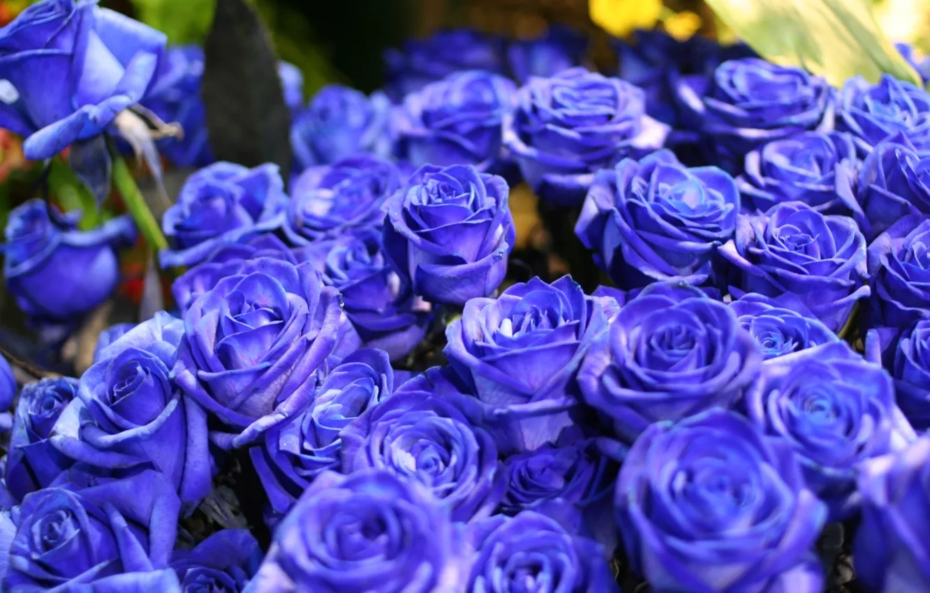 Photo wallpaper flower, flowers, nature, roses, bouquet, blue, blue, blue roses
