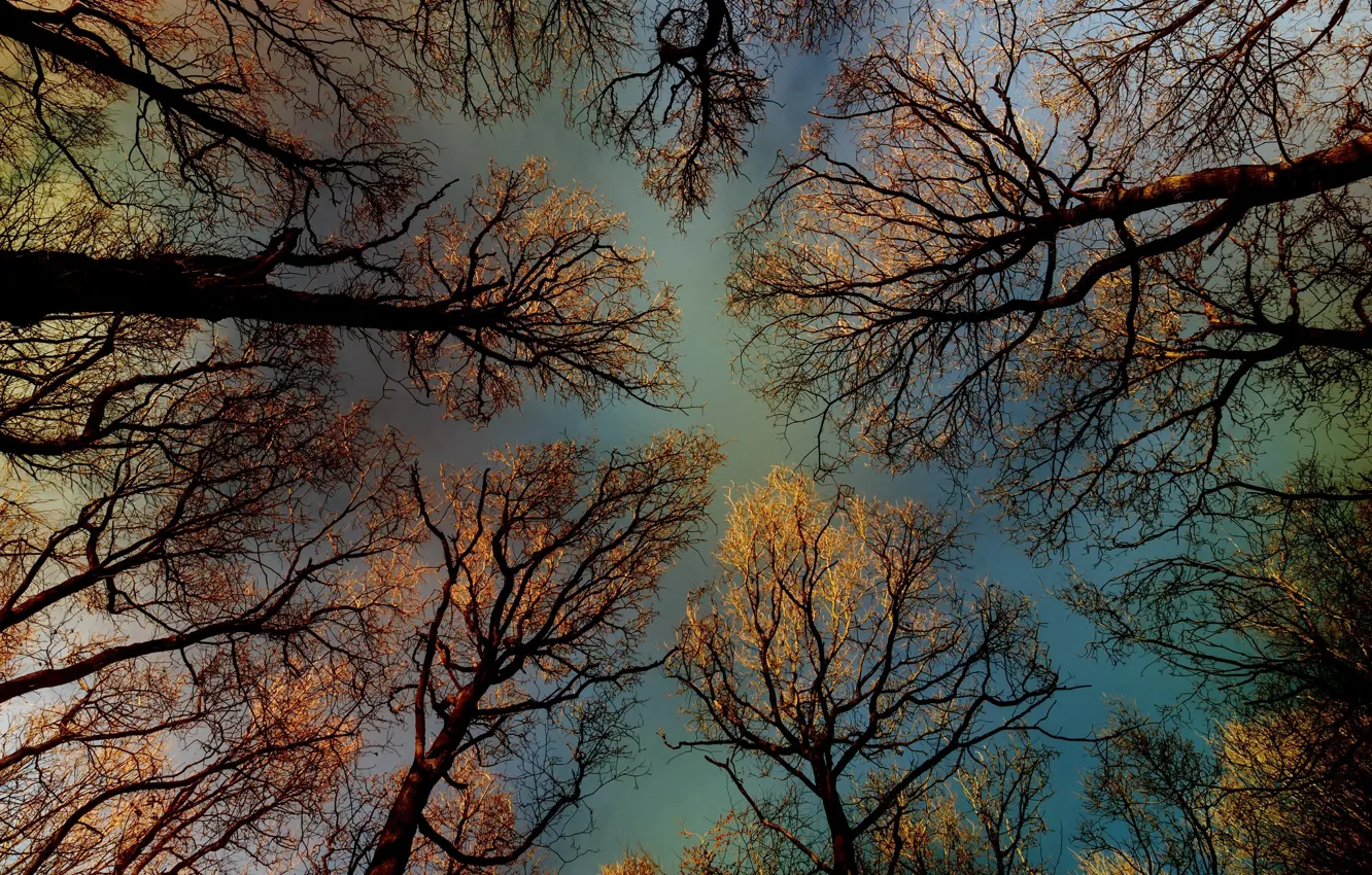 Photo wallpaper autumn, the sky, trees