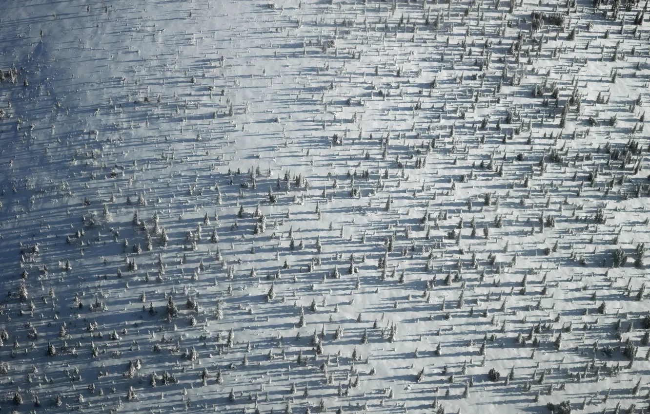 Photo wallpaper winter, snow, tree