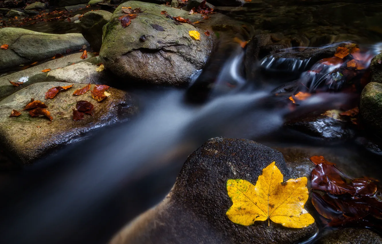 Photo wallpaper autumn, water, yellow, nature, stream, stones, shore, for