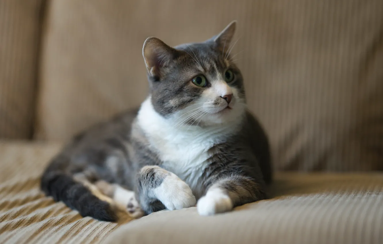 Photo wallpaper cat, cat, grey, sofa, lies, bokeh