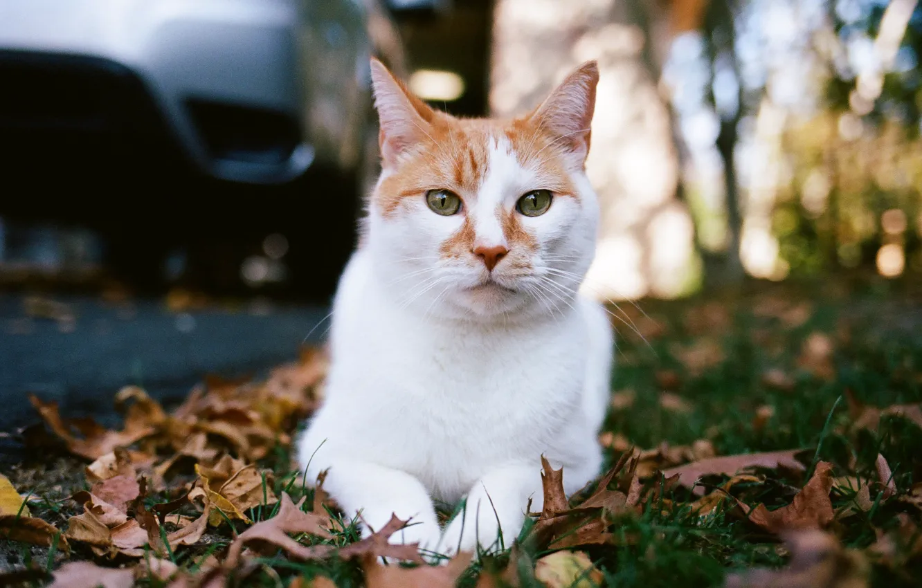 Photo wallpaper cat, look, Tomcat