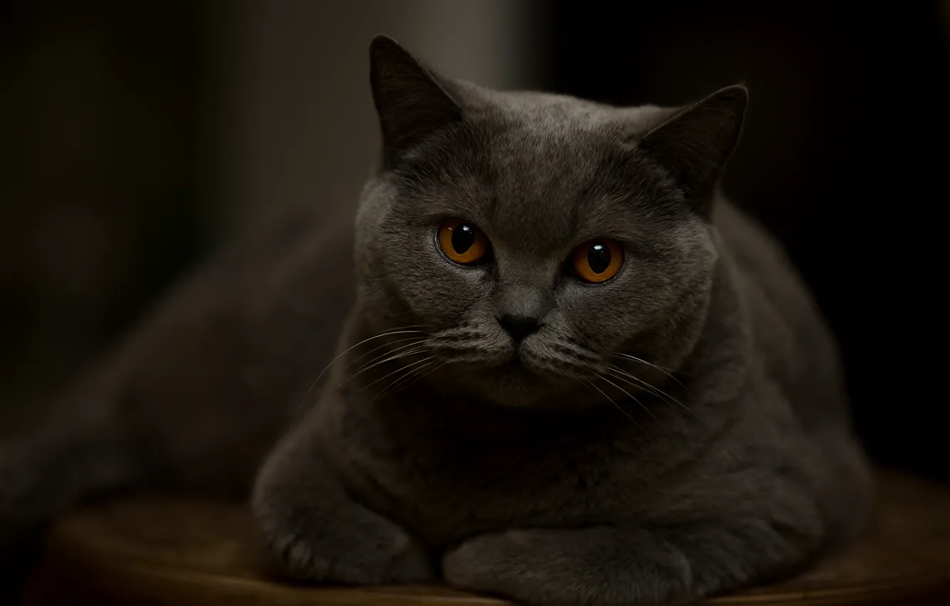 Photo wallpaper cat, look, portrait, handsome