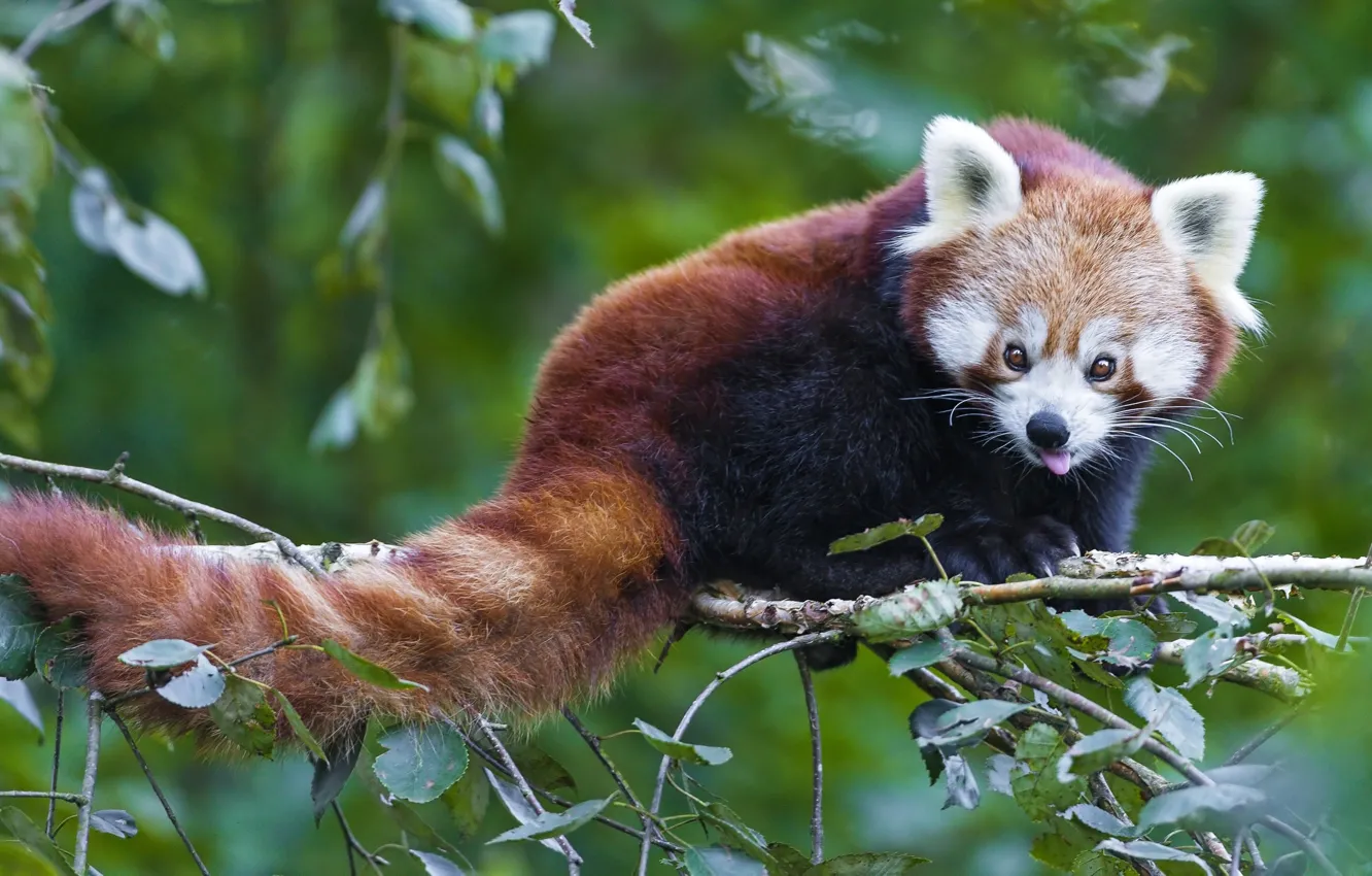 Photo wallpaper branch, muzzle, tail, red Panda, firefox