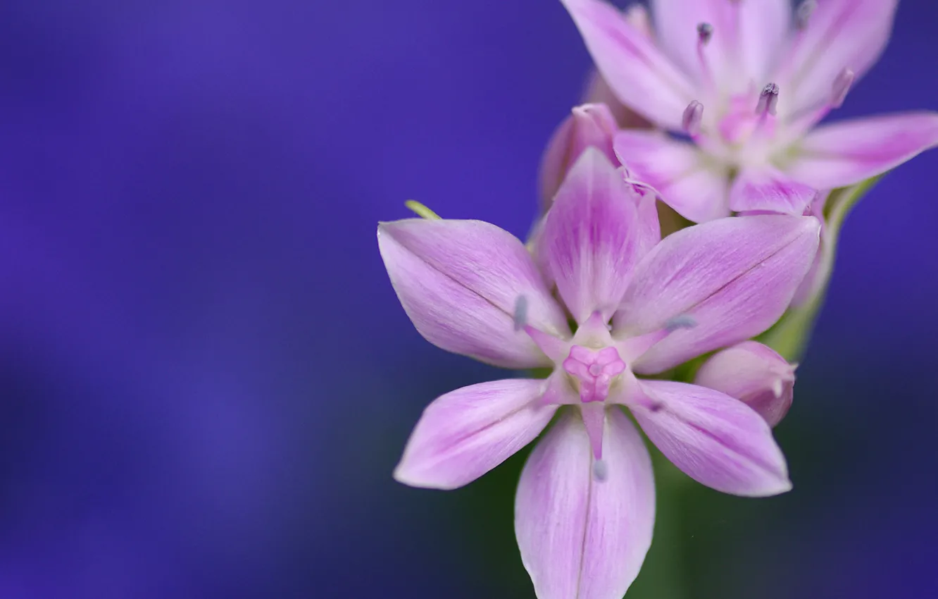 Photo wallpaper macro, background, petals