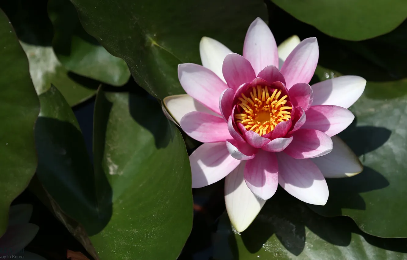 Photo wallpaper flowers, petals, Lily, flowering, water Lily