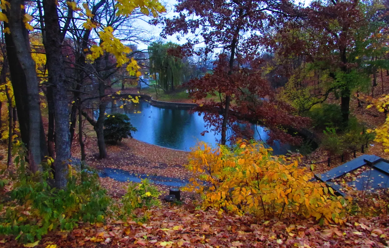 Photo wallpaper Autumn, Trees, Pond, Nature, Fall, Foliage, Autumn, Colors