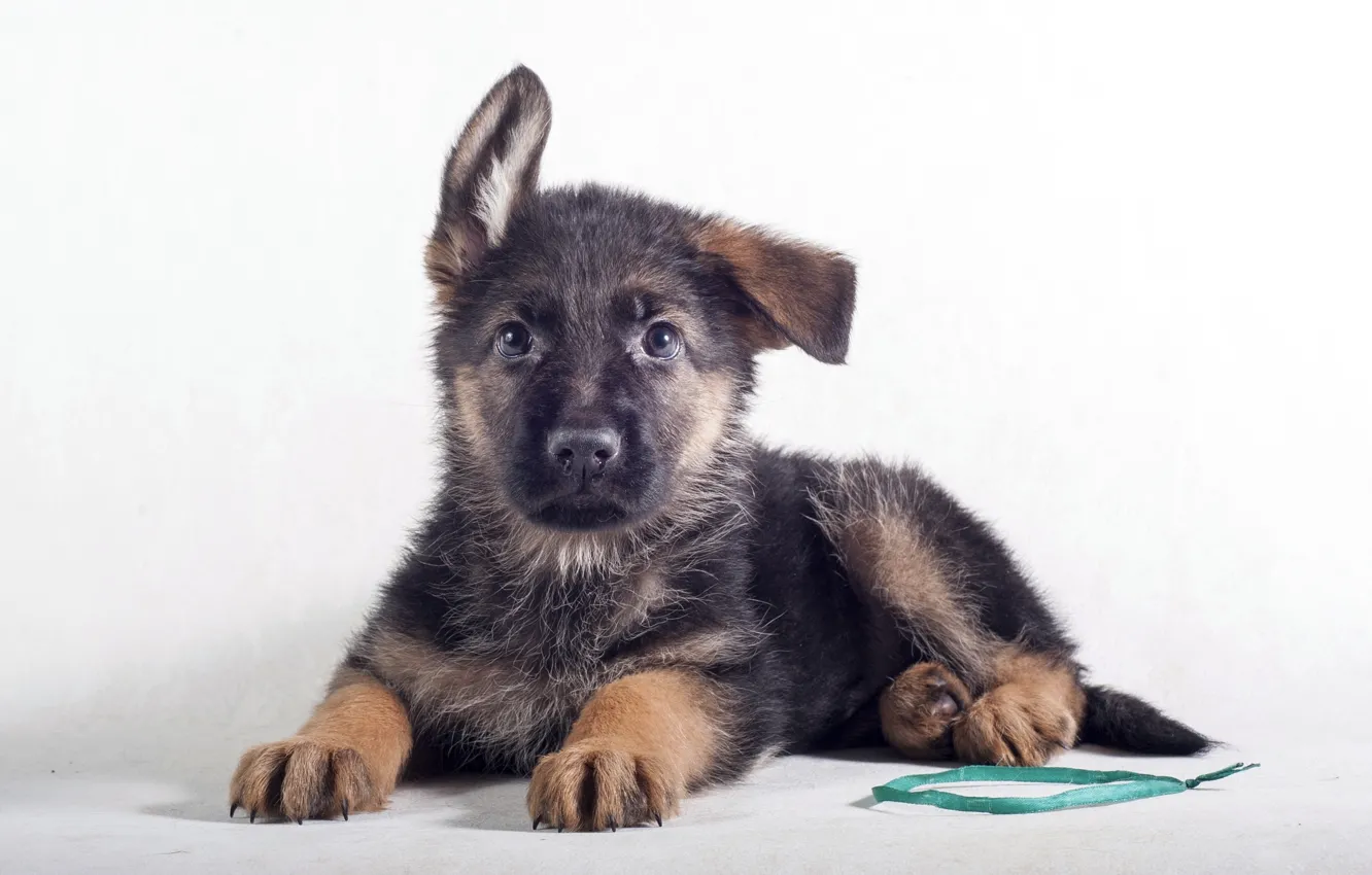 Photo wallpaper puppy, ears, funny, German shepherd