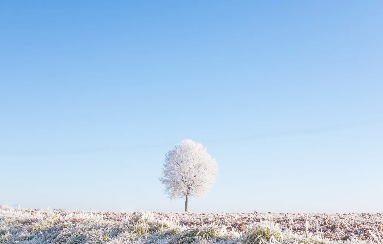 Photo wallpaper frost, field, the sky, nature, tree