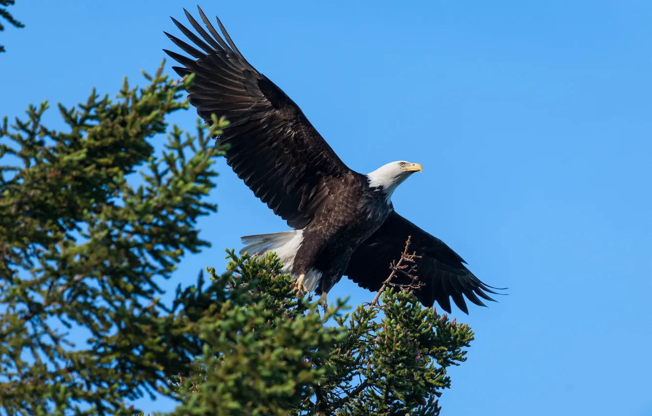 Photo wallpaper the sky, flight, branches, blue, bird, eagle, needles, bald eagle