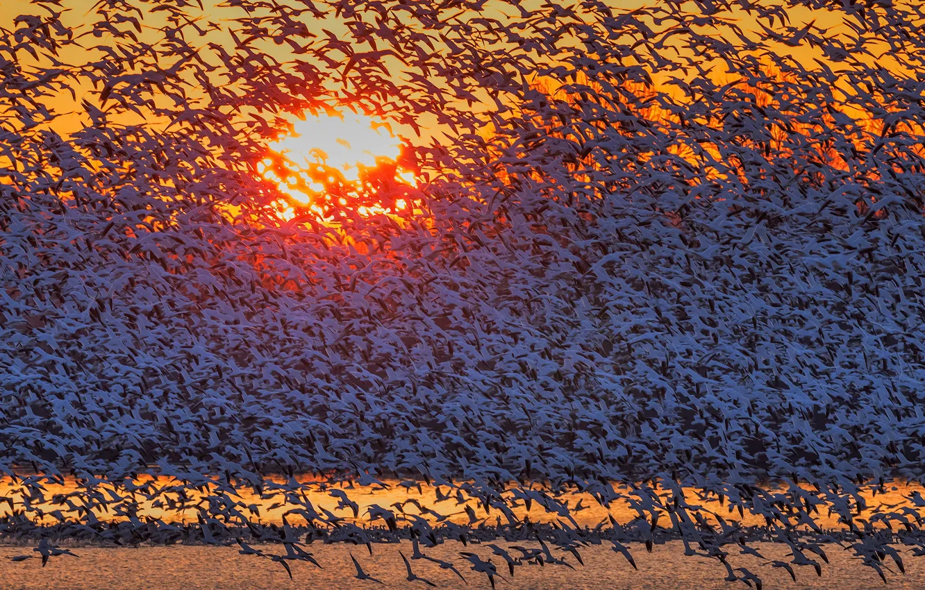 Photo wallpaper the sun, birds, dawn, flight, geese