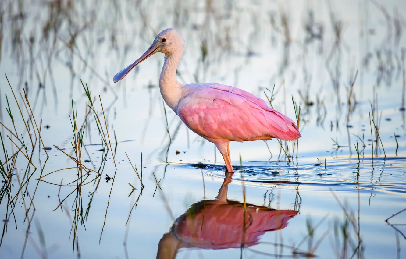 Photo wallpaper bird, beak, IBIS, roseate spoonbill