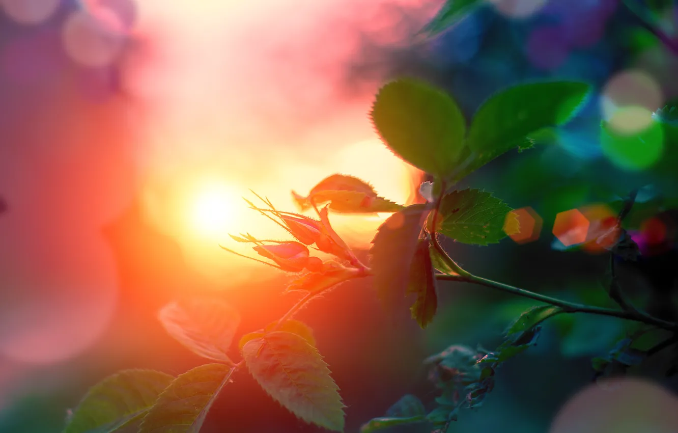 Photo wallpaper leaves, light, branches, roses, buds, bokeh, rose Bush