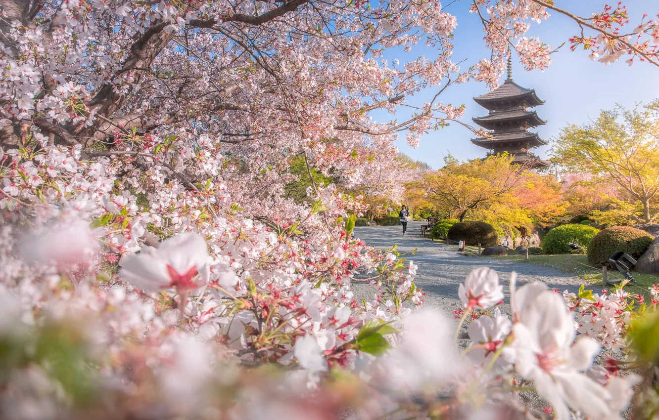 Photo wallpaper trees, branches, Park, spring, Japan, Sakura, pagoda, Japan