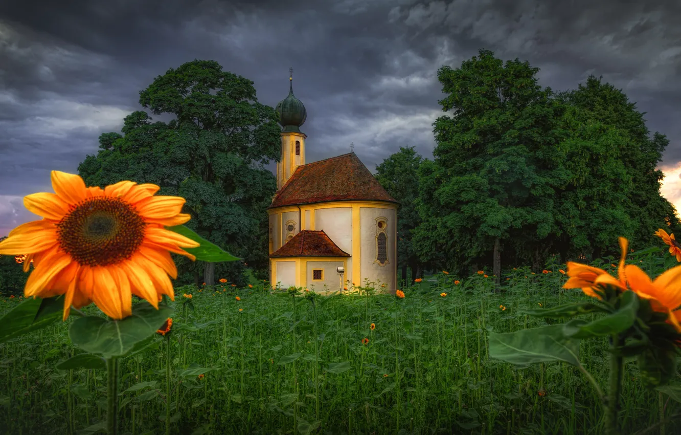 Photo wallpaper greens, summer, trees, sunflowers, flowers, clouds, glade, garden