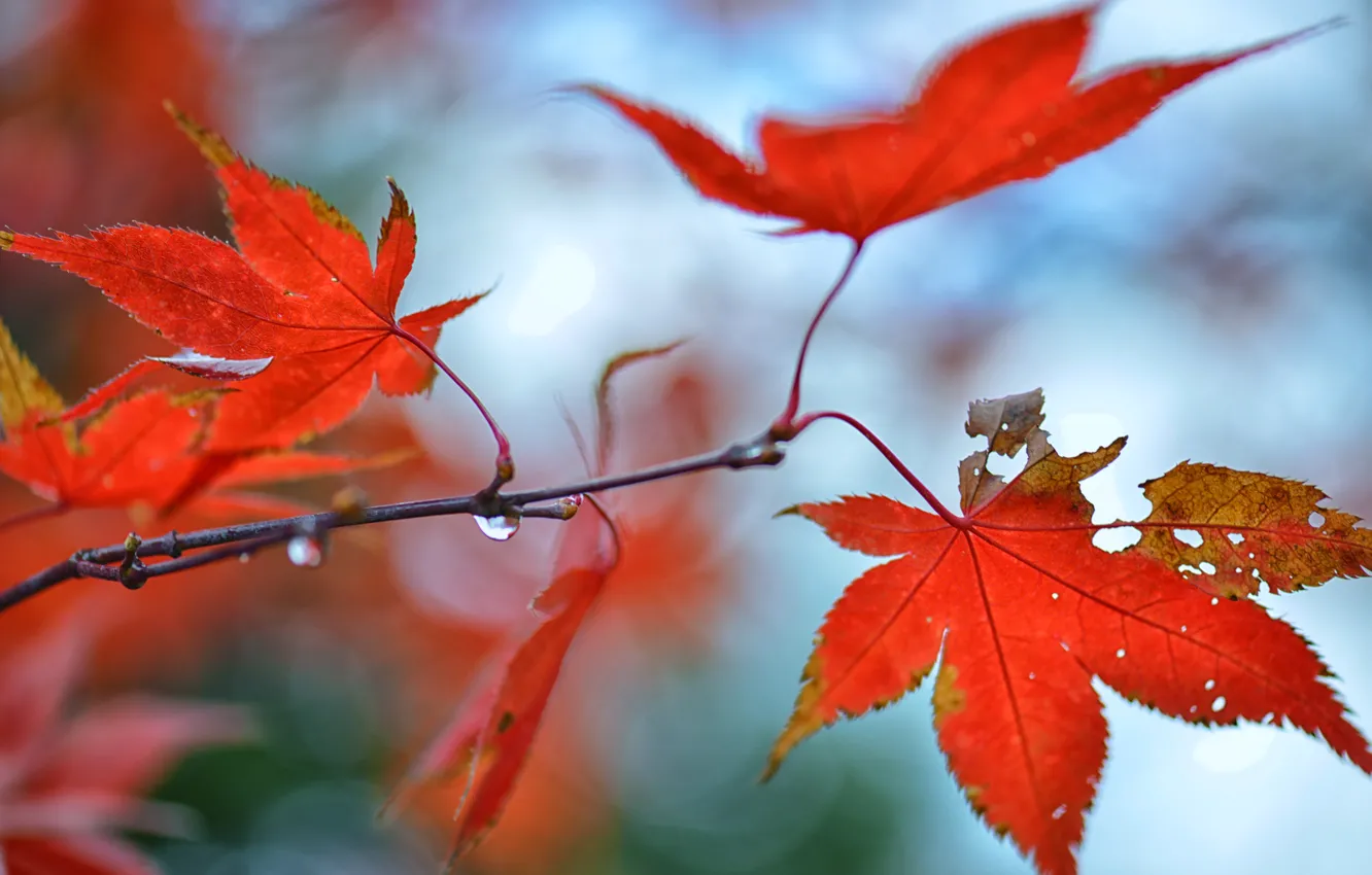 Photo wallpaper autumn, leaves, drops, branches, red, glare, maple
