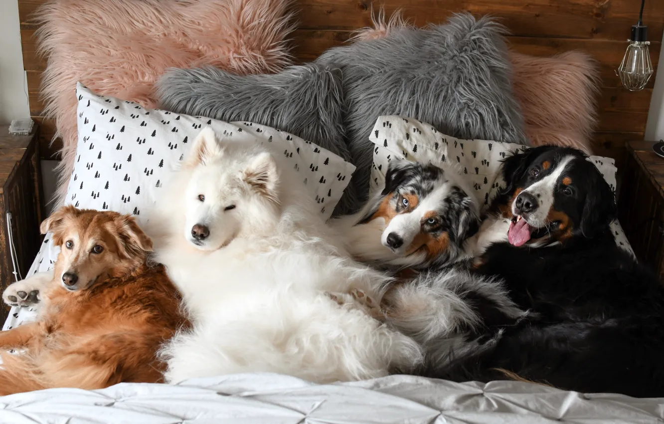 Photo wallpaper dog, look, pose, face, Samoyed